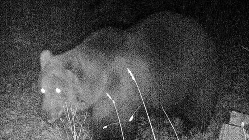 Das Foto einer Wildtierkamera im Landkreis Garmisch-Partenkirchen zeigt einen Braunbären. Das Foto einer Wildtierkamera im Landkreis Garmisch-Partenkirchen zeigt einen Braunbären.