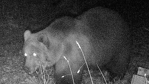 Das Foto einer Wildtierkamera im Landkreis Garmisch-Partenkirchen zeigt einen Braunbären.
