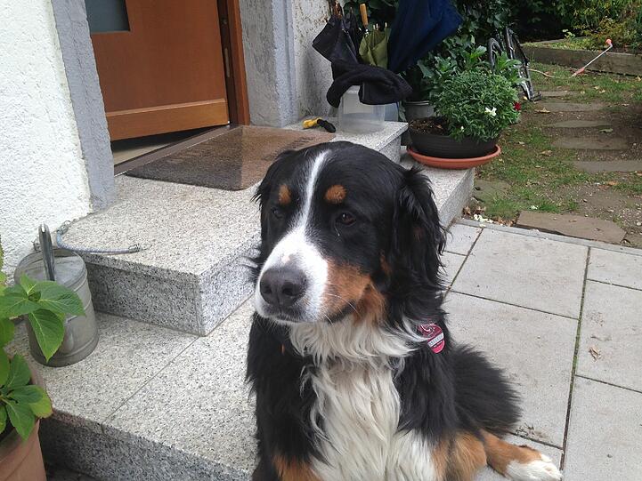 "Sie war eine Seele von Hund." Vierbeiner Emma ist qualvoll gestorben. Die Experten der Tierklinik konnten nichts mehr für sie tun.