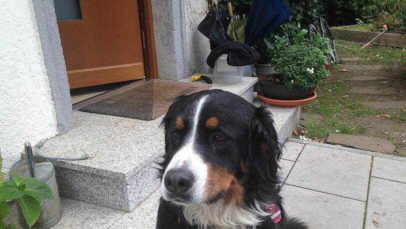 "Sie war eine Seele von Hund." Vierbeiner Emma ist qualvoll gestorben. Die Experten der Tierklinik konnten nichts mehr für sie tun. "Sie war eine Seele von Hund." Vierbeiner Emma ist qualvoll gestorben. Die Experten der Tierklinik konnten nichts mehr für sie tun.