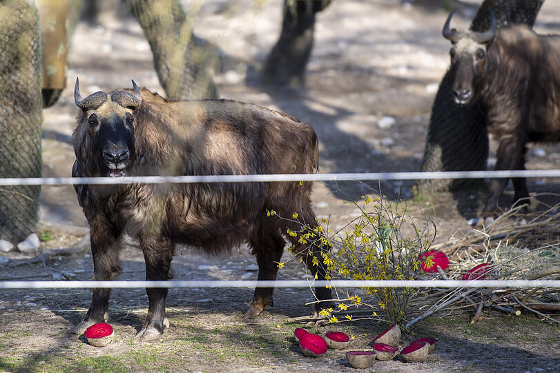 Die roten Rüben wurden von den sieben Mishmi-Takins im Tierpark Hellabrunn in Muenchen schnell aus dem Nest gerollt und aufgegessen.
