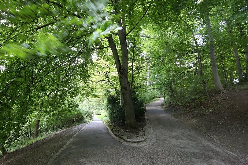 Herrliche Wege unterm dunkelgrünen Blätterdach.