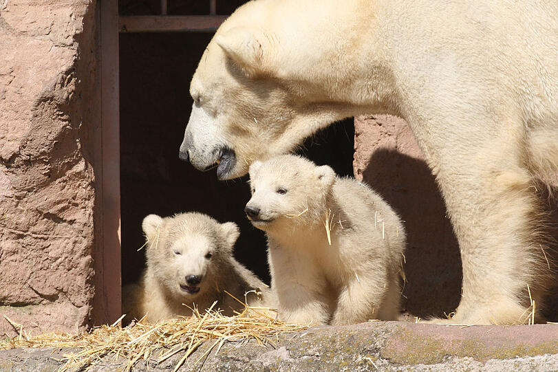 Unsere Eisbärchen Aleut und Gregor mit Mama Vera bei ihrem ersten Ausflug im Freigehege.