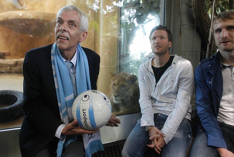Zwei einjährige Löwenjungs wohnen seit einigen Tagen im Tierpark Hellabrunn. Und der TSV 1860 hat für sie eine Patenschaft übernommen. Klicken Sie durch die besten Aufnahmen von den verspielten Tieren!