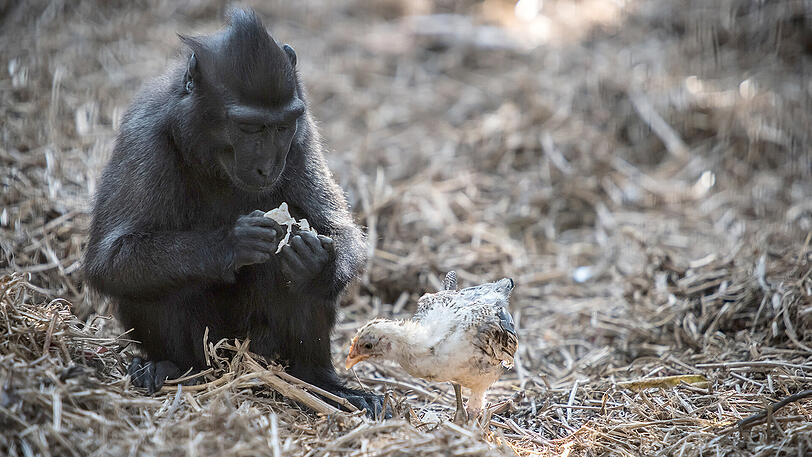 Die Makakenäffin Niv und das von ihr adoptierte Küken im Safari-Zoo bei Tel Aviv.