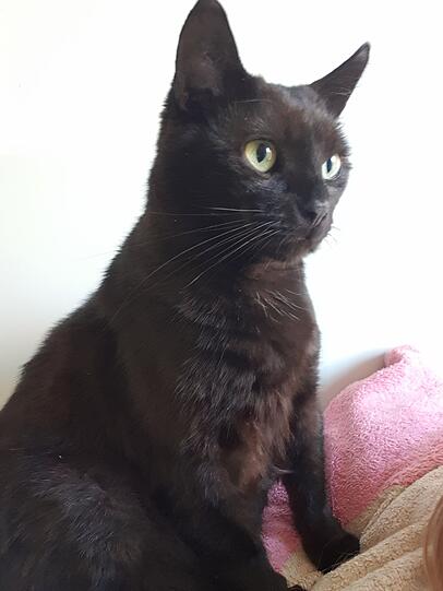 Balu