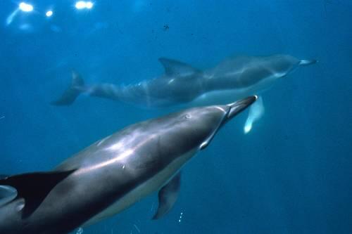 Delfine und Wale gehören zu den am stärksten bedrohten Tieren der Welt: Die Nacht der Umwelt informiert im Sealife-Aquarium und in den Forumkinos über Hintergründe.