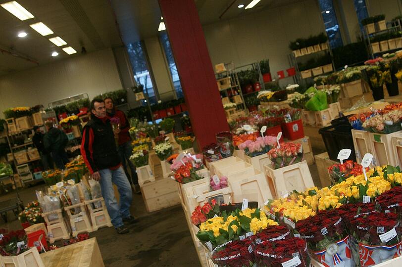 Blütenpracht auf dem Blumengroßmarkt in der Schäftlarnstraße. In der Halle ist es sehr kalt, damit die Blumen länger frisch bleiben.