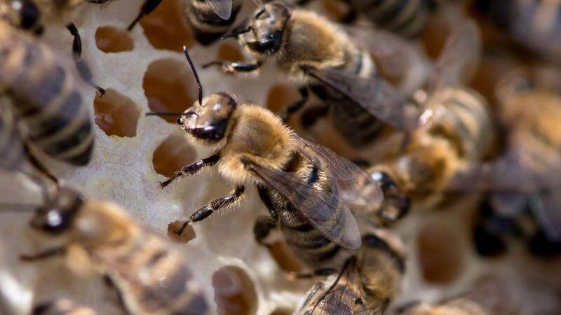 Bienen krabbeln auf einer Wabe. Foto: Sven Hoppe/Archiv