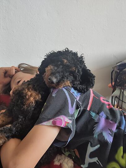Isla spendet Trost und Ruhe. Sie wird ein Assistenzhund für meinen Sohn mit Behinderung, ist aber noch zu jung für die Ausbildung. Sie ist ein lustiger, quirliger Hund mit einem ganz großen Herz.