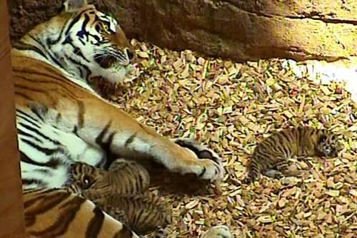 Die Überwachungskamera im Raubtierhaus zeigt Tigermutter Sigena mit ihren Babys.