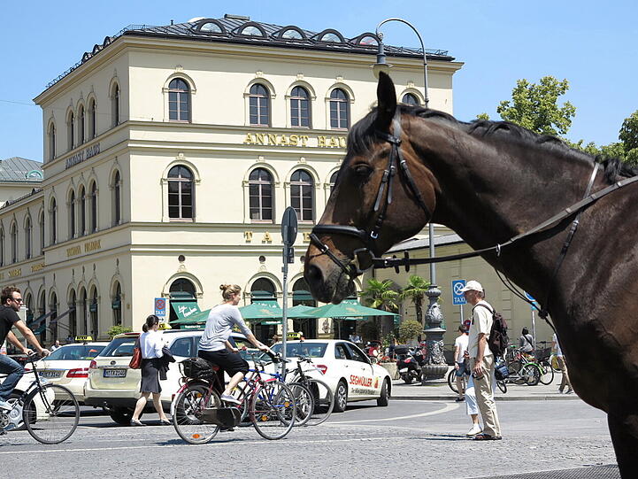 Wo bitte, geht's hier zur nächsten Wiese? Polizeipferde am Odeonsplatz sind immer wieder ein netter Anblick.
