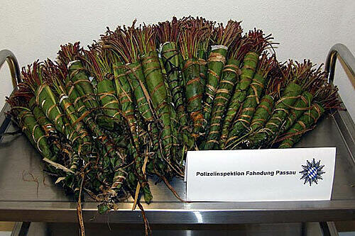Das berauschende Kraut Khat.