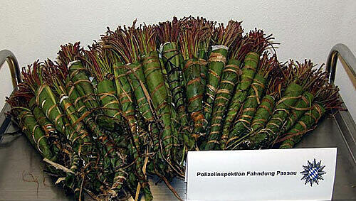 Das berauschende Kraut Khat. Das berauschende Kraut Khat.