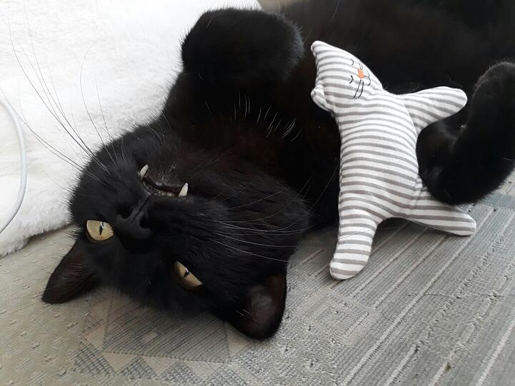 Mogli