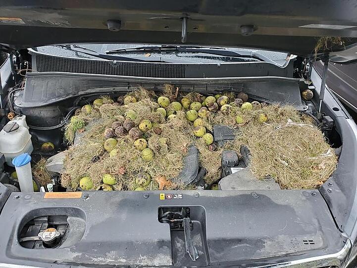 Dieses von Chris Persic zur Verfügung gestellte Foto zeigt die Motorhaube seines Autos: Eichhörnchen hatten mehr als 200 Walnüsse und Gras gehortet.