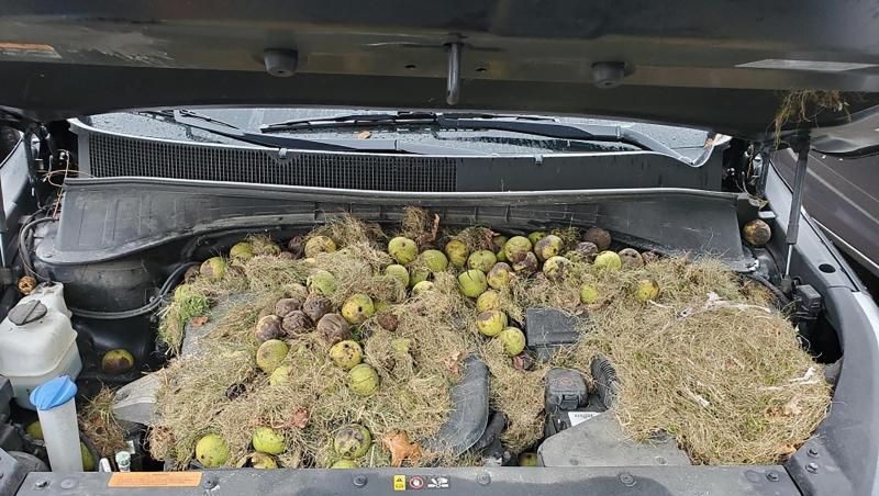 Dieses von Chris Persic zur Verfügung gestellte Foto zeigt die Motorhaube seines Autos: Eichhörnchen hatten mehr als 200 Walnüsse und Gras gehortet. Dieses von Chris Persic zur Verfügung gestellte Foto zeigt die Motorhaube seines Autos: Eichhörnchen hatten mehr als 200 Walnüsse und Gras gehortet.