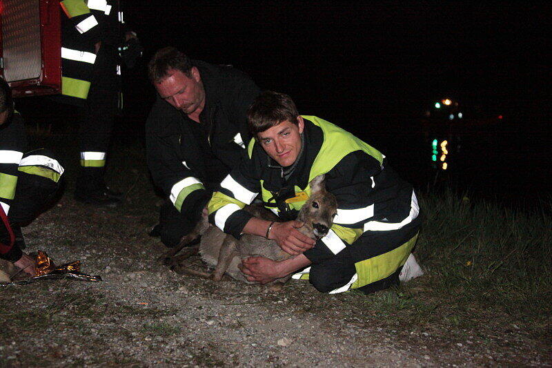Feuerwehr und Wasserwacht retteten die Rehe aus dem wWsser und brachten sie zum Aufwärmen in eine Scheune.
