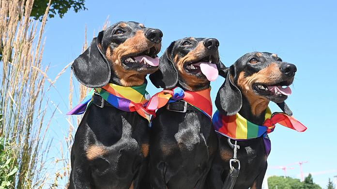 Mit Regenbogen-Halstüchern warten die Dackel Seppi, Moni und Blümchen auf den Beginn des Rennens.