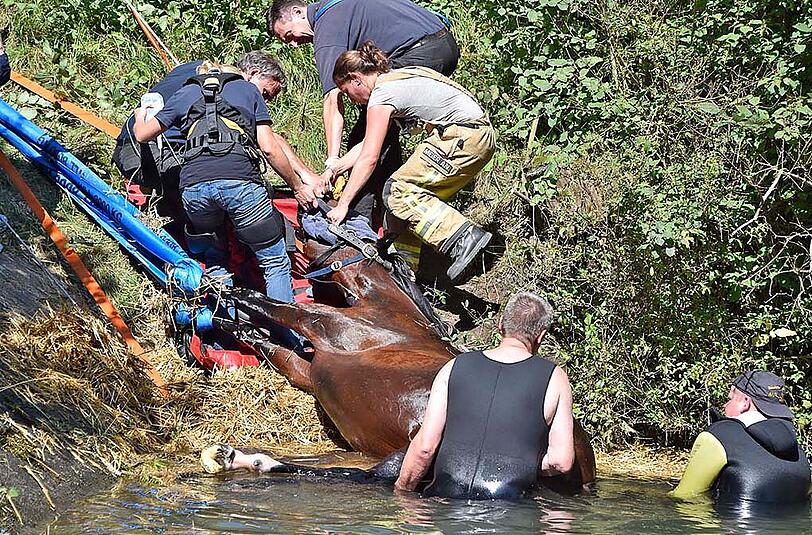 Das Pferd wurde erst ruhig gestellt und dann mittels Seilwinde gerettet.