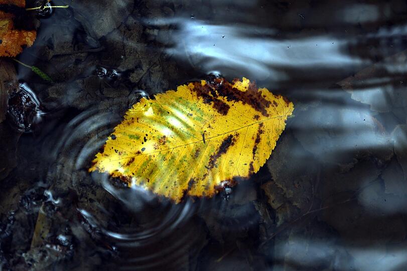 Wie ein Gemälde: Ein Blatt glänzt im Wasser.