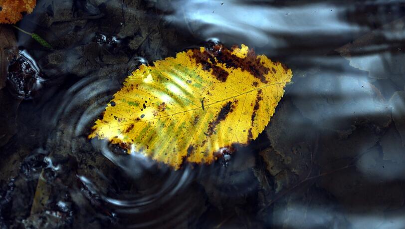 Wie ein Gemälde: Ein Blatt glänzt im Wasser. Wie ein Gemälde: Ein Blatt glänzt im Wasser.
