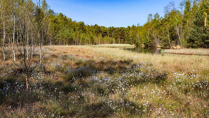 Das Scheidewollgras blüht im Frühjahr besonders schön.