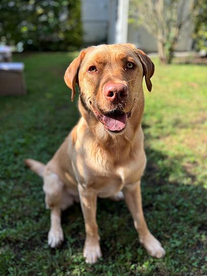 Zisko ist der verfressenste Hund, den wir je gesehen haben. Genauso sehr wie Essen liebt er seinen Ball. Trotz seiner Verspieltheit ist er ein sehr schlauer Hund, was er uns tagtäglich beweist, Z.B. indem er sich schlafen stellt & im passenden Moment Essen stibitzt. Für Essen macht er ALLES!
