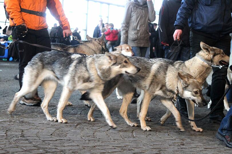 Achtung, hier kommen wir: die niederländische Hunderasse Saarloos-Wolfhund.