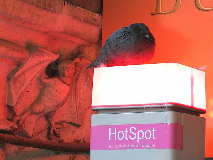 &bdquo;Hot Spot&ldquo; &ndash; für die Taube im wahrsten Sinne des Wortes. Foto: Djordje Matkovic