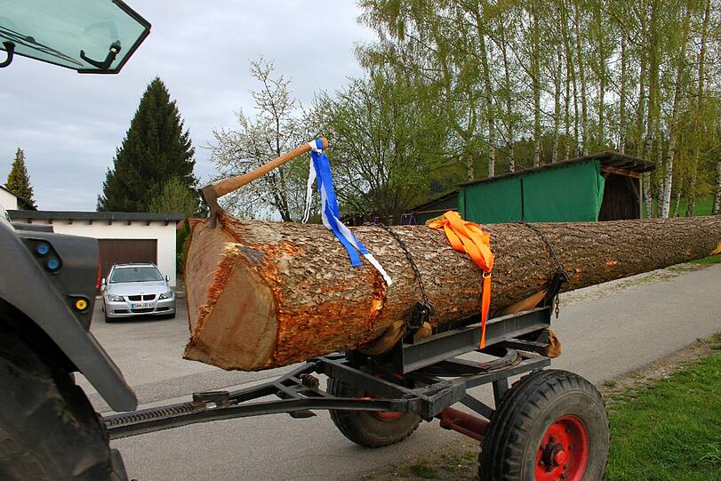 Gut gesichert wird das Stangerl abtransportiert.
