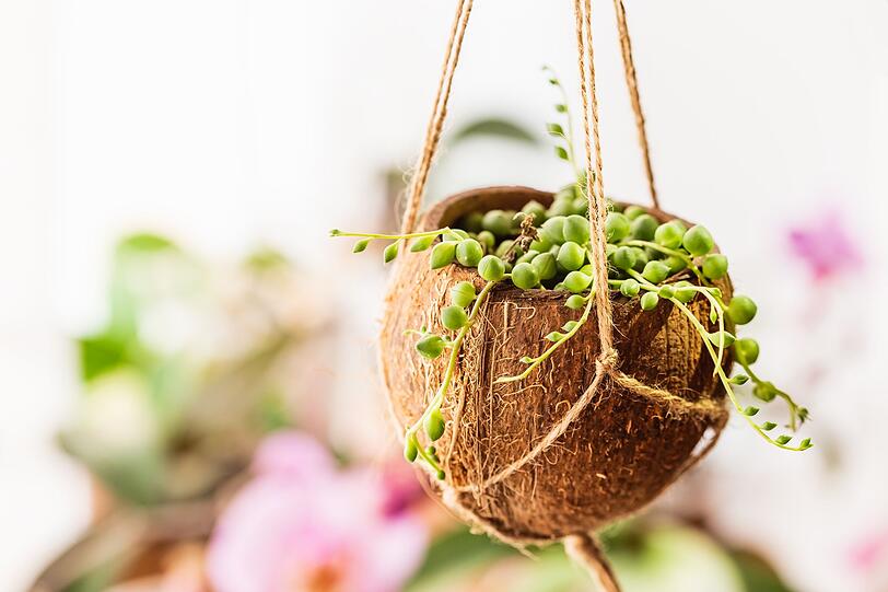 Auch Naturmaterialien, wie etwa die Schale einer Kokosnuss, können zu kreativen Pflanzgefäßen umfunktioniert werden. In Kombination mit einer Schnur entsteht so eine einzigartige Blumenampel, die zum Hingucker Ihrer Küche wird. Auch leere PET-Flaschen oder Blechdosen eignen sich als hängende DIY-Pflanztöpfe - bunt bemalt wirken sie noch individueller. Auch Naturmaterialien, wie etwa die Schale einer Kokosnuss, können zu kreativen Pflanzgefäßen umfunktioniert werden. In Kombination mit einer Schnur entsteht so eine einzigartige Blumenampel, die zum Hingucker Ihrer Küche wird. Auch leere PET-Flaschen oder Blechdosen eignen sich als hängende DIY-Pflanztöpfe - bunt bemalt wirken sie noch individueller.