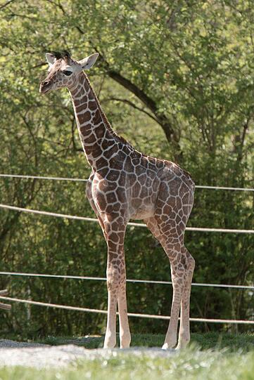 Ein zuckersüßes Giraffenbaby wartet im Tierpark Hellabrunn auf Besucher. Zwei Wochen ist es gerade alt. Hier gibt's schon mal die nettesten Fotos von dem putzigem Tierchen.