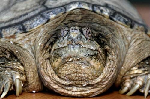 Sie gilt als "gefährliche Tierart": Eine solche Schnappschildkröte schwimmt im Günzriedweiher.