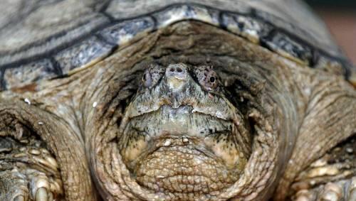 Sie gilt als "gefährliche Tierart": Eine solche Schnappschildkröte schwimmt im Günzriedweiher. Sie gilt als "gefährliche Tierart": Eine solche Schnappschildkröte schwimmt im Günzriedweiher.
