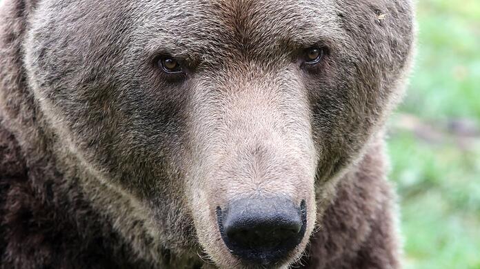 Aktuell ist ein Braunbär in Oberbayern unterwegs. (Symbolbild)