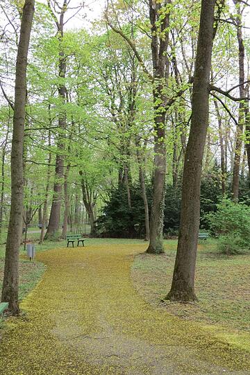 Spaziergang in Harlaching und Umgebung: Dabei u.a. die russisch- orthodoxe Kirche in der Obergiesing. Der umgedrehte Baumstamm beim Spielplatz am Paula-Herzog-Weg; die Wege die mit gelben Blütenstaub bedeckt sind. Die Wege unterhalb des Trainingsgeländes vom TSV 1860 und noch ein paar andere Impressionen.