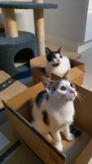 Panda und Turbo