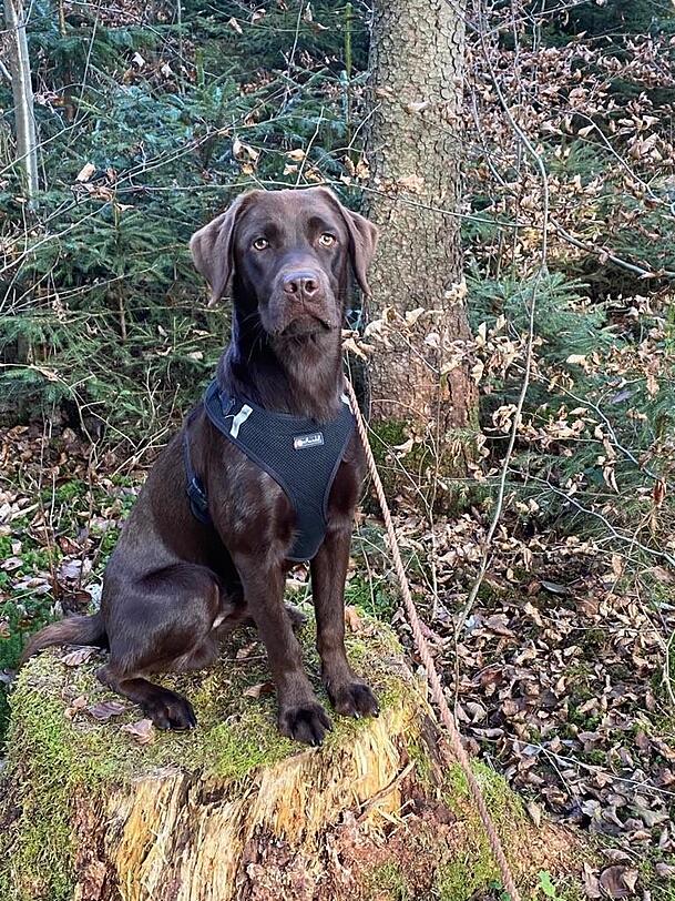 Labrador Toni ist ganz brav – doch er frisst Dinge vom Boden. Labrador Toni ist ganz brav – doch er frisst Dinge vom Boden.