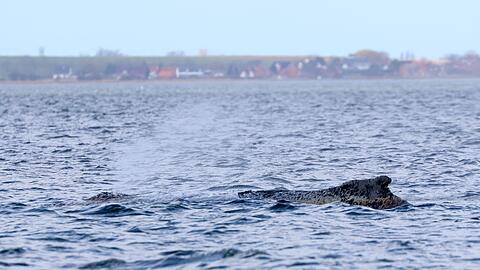 Am Nachmittag sollen die Kernergebnisse des Gutachtens vorgestellt werden. (Archivbild)