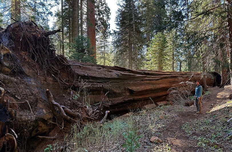 Der Wildfeuerspezialist Chad Hanson (USA) plädiert dafür, die Natur nach Waldbränden auf sich beruhen zu lassen. Der Wildfeuerspezialist Chad Hanson (USA) plädiert dafür, die Natur nach Waldbränden auf sich beruhen zu lassen.