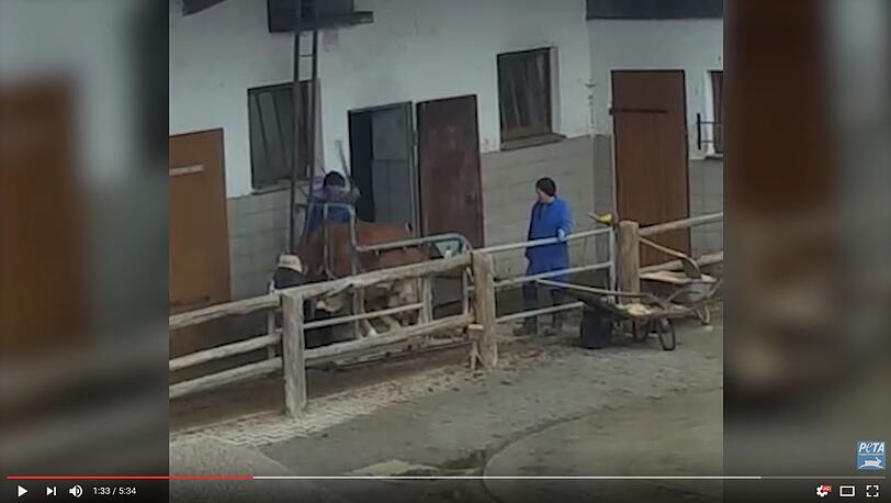 Während die Kuh zur Klauenpflege festgebunden ist, schlägt der Landwirt mit einem Stock auf Kopf und Körper des wehrlosen Tieres.