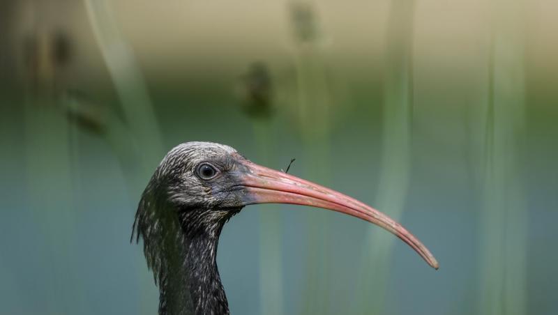 Ein junger Waldrapp sitzt auf einer Wiese. Foto: Felix Kästle/dpa/Archivbild Ein junger Waldrapp sitzt auf einer Wiese. Foto: Felix Kästle/dpa/Archivbild