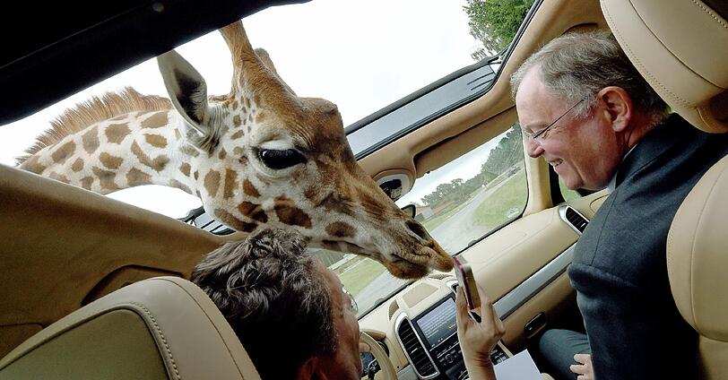 Schau doch mal rein: Auf einer Rundfahrt im Serengeti-Park in Hodenhagen wird Niedersachsens Ministerpräsident Stephan Weil (r.) von einer Giraffe begrüßt.