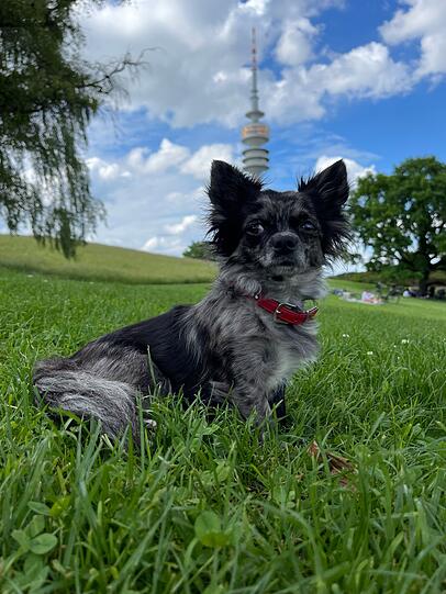 Ronja