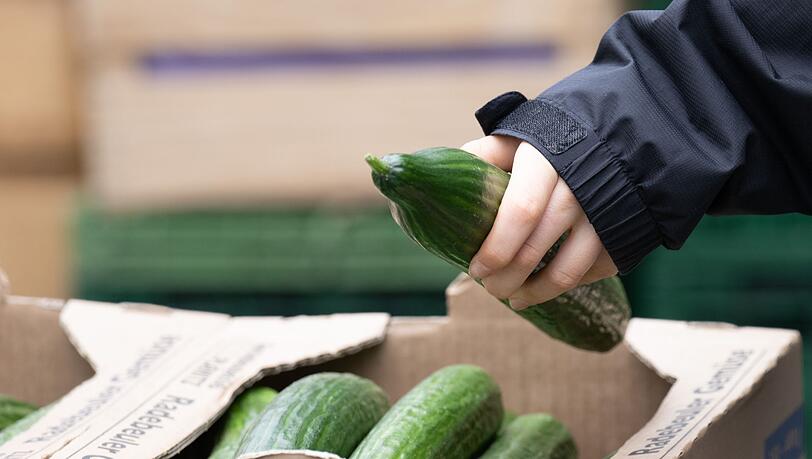 Salatgurken geh&ouml;ren zu den beliebtesten Gem&uuml;sesorten in Deutschland. (Symbolbild)