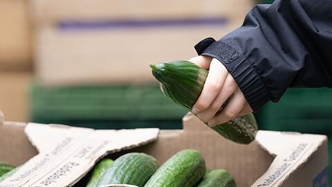 Salatgurken geh&ouml;ren zu den beliebtesten Gem&uuml;sesorten in Deutschland. (Symbolbild)
