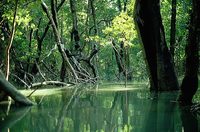 Im Norden von Australien sterben hektarweise Mangroven ab. Schuld ist vermutlich der Klimawandel. Prob Foto: ZMT/dpa
