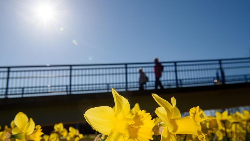 Narzissen blühen in Magdeburg. Darüber scheint die Sonne von einem Wolkenlosen Himmel.