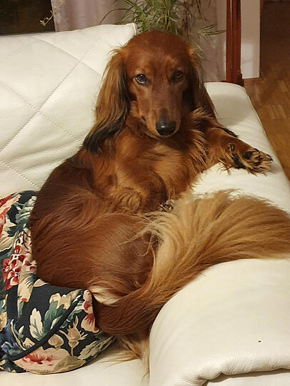 Oskar